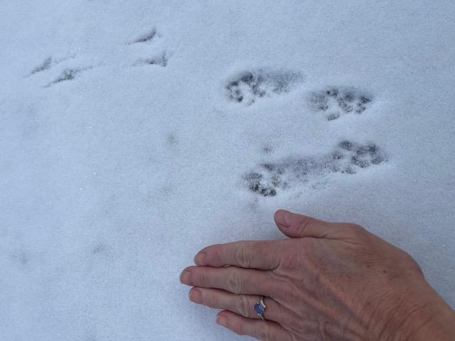 animal tracks with a human hand for comparison